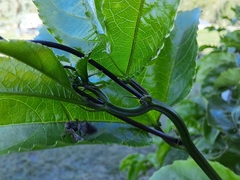 Ropalidia revolutionalis