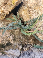 Astrolepis cochisensis