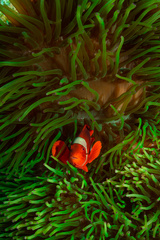 Amphiprion biaculeatus