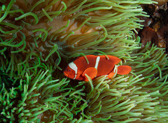 Amphiprion biaculeatus