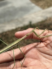 Tenodera blanchardi