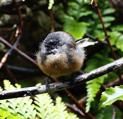 Rhipidura fuliginosa fuliginosa