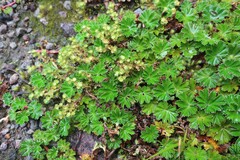 Alchemilla orbiculata