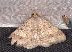 Isturgia arizeloides