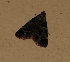 Stericta divitalis