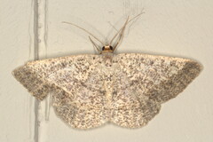 Isturgia supergressa