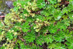 Alchemilla orbiculata