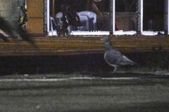 Columba livia domestica