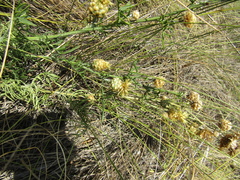 Centaurea orientalis