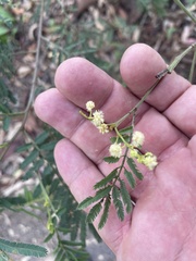 Acacia irrorata