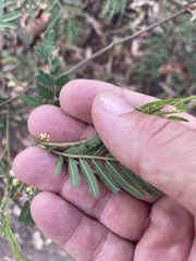 Acacia irrorata