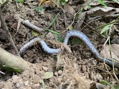 Pareas margaritophorus