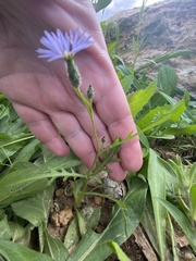 Volutaria crupinoides