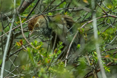 Cisticola subruficapilla