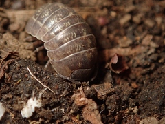 Armadillidium vulgare