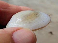 Venerupis galactites