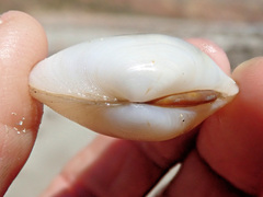 Venerupis galactites