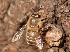 Apis cerana japonica