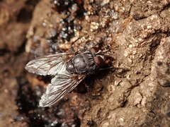 Calyptratae