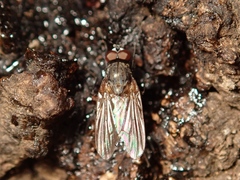 Calyptratae
