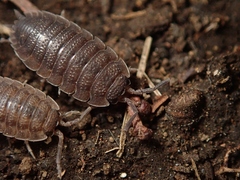 Porcellio scaber