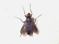 Melanophora