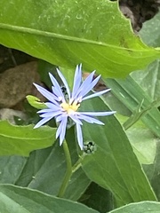 Volutaria crupinoides