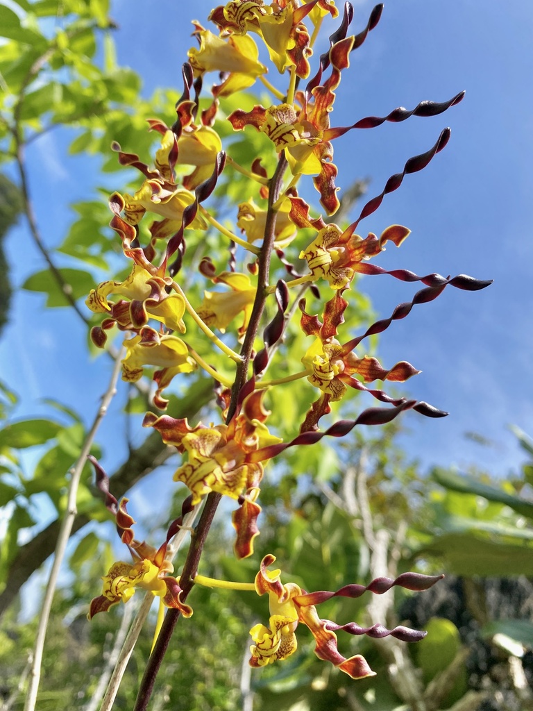 Dendrobium cochliodes Schltr.