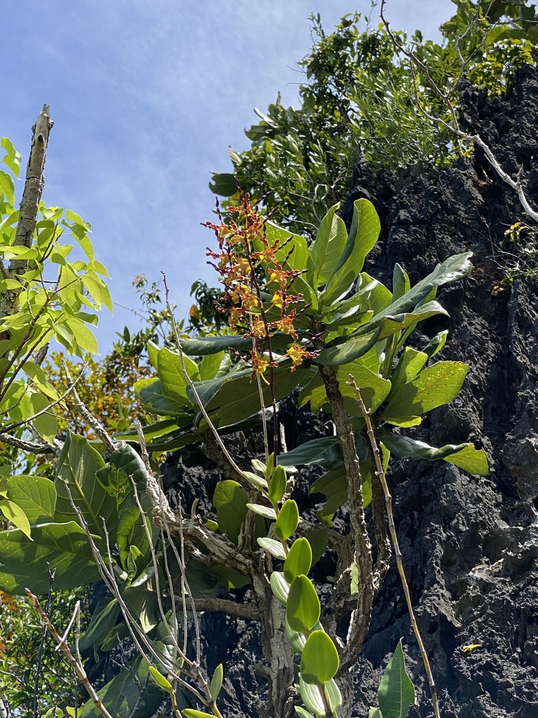 Dendrobium cochliodes Schltr. 2