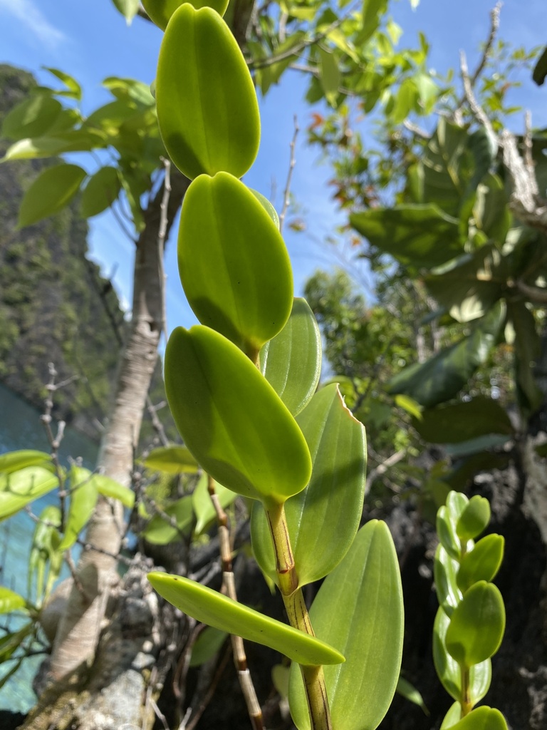 Dendrobium cochliodes Schltr. 3