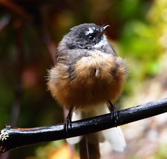 Rhipidura fuliginosa fuliginosa