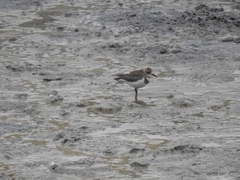 Charadrius falklandicus