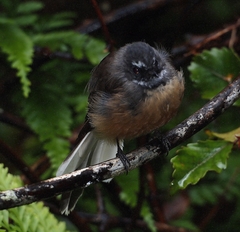 Rhipidura fuliginosa fuliginosa