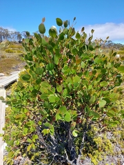 Eucalyptus subcrenulata