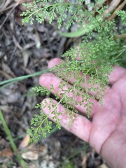 Lindsaea microphylla