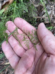 Lindsaea microphylla