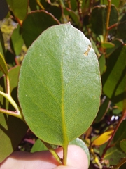 Eucalyptus subcrenulata