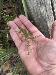 Lindsaea microphylla