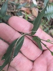 Aneilema acuminatum