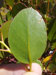 Eucalyptus subcrenulata