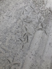 Ortalis poliocephala