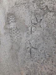 Ortalis poliocephala