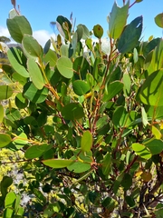 Eucalyptus subcrenulata