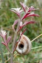 Helicella itala