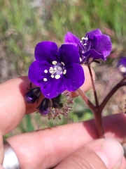 Phacelia parryi