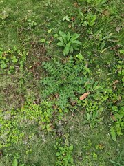 Cirsium japonicum australe