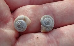Helicella itala