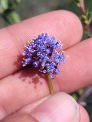 Ceanothus tomentosus