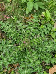 Cirsium japonicum australe