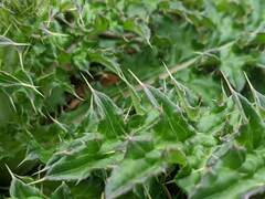 Cirsium japonicum australe